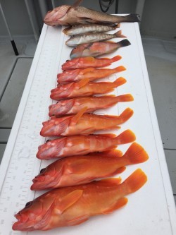 オーシャンキッズ 釣果