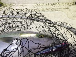 オーシャンキッズ 釣果