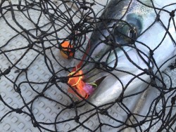 オーシャンキッズ 釣果