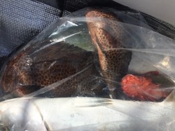 オーシャンキッズ 釣果