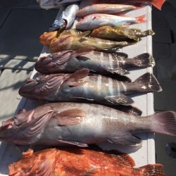 オーシャンキッズ 釣果