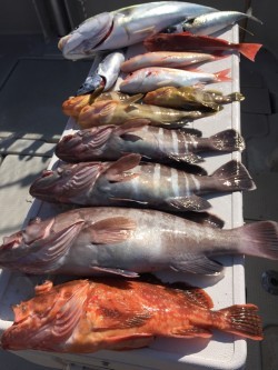 オーシャンキッズ 釣果