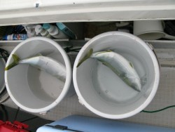 Aquanaut（アクアノート） 釣果