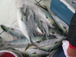 Aquanaut（アクアノート） 釣果