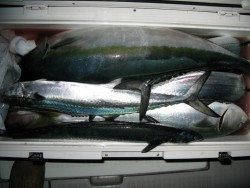 Aquanaut（アクアノート） 釣果