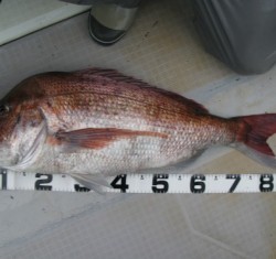 Aquanaut(アクアノート) 釣果