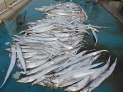 アジアマリンサービス 釣果