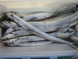 アジアマリンサービス 釣果