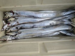 アジアマリンサービス 釣果