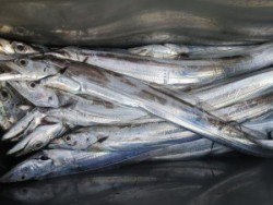 アジアマリンサービス 釣果