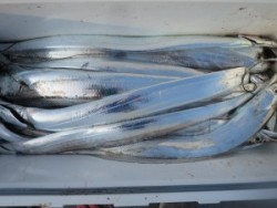 アジアマリンサービス 釣果