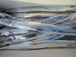 アジアマリンサービス 釣果