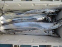 アジアマリンサービス 釣果