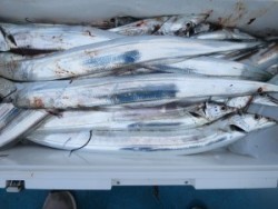 アジアマリンサービス 釣果