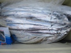 アジアマリンサービス 釣果