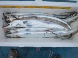 アジアマリンサービス 釣果