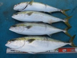 アジアマリンサービス 釣果