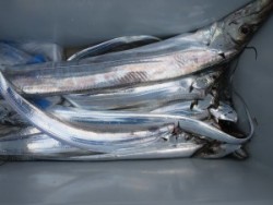 アジアマリンサービス 釣果