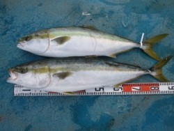 アジアマリンサービス 釣果