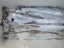 アジアマリンサービス 釣果