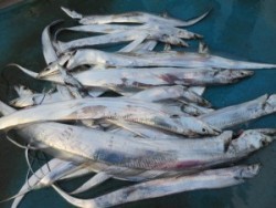 アジアマリンサービス 釣果