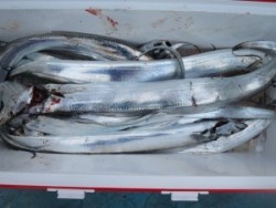 アジアマリンサービス 釣果