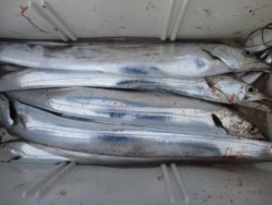 アジアマリンサービス 釣果