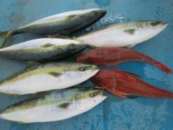 アジアマリンサービス 釣果