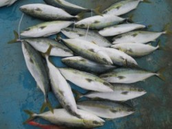 アジアマリンサービス 釣果