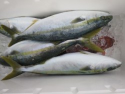 アジアマリンサービス 釣果