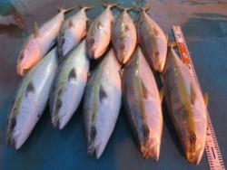 アジアマリンサービス 釣果