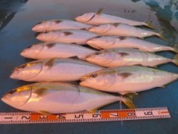 アジアマリンサービス 釣果