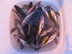 アジアマリンサービス 釣果