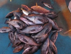 アジアマリンサービス 釣果