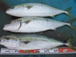 アジアマリンサービス 釣果