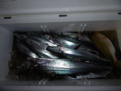 ハピネスⅡ 釣果