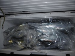 ハピネスⅡ 釣果