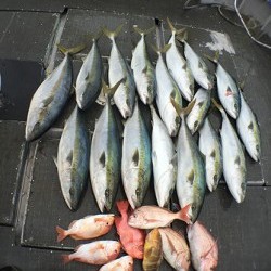 IZANAGI　イザナギ 釣果