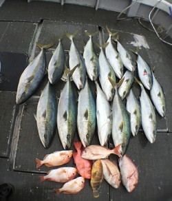 IZANAGI　イザナギ 釣果