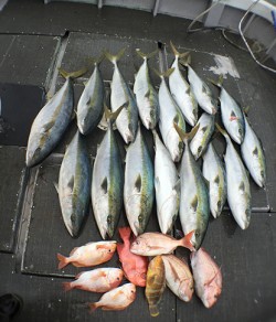 IZANAGI　イザナギ 釣果