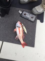 かいもん丸 釣果