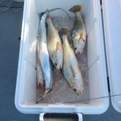 さんさん丸 釣果