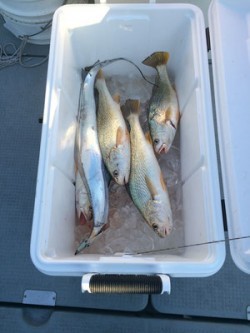 さんさん丸 釣果