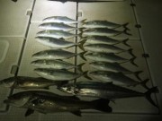 シーマジカル 釣果