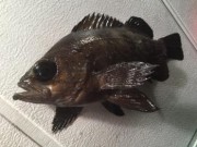 シーマジカル 釣果