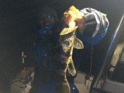 シーマジカル 釣果