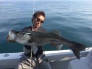 シーマジカル 釣果