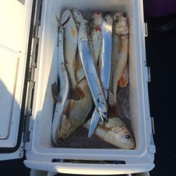 さんさん丸 釣果