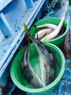 征海丸 釣果