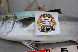 宝生丸 釣果